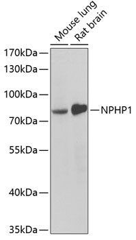 Anti-NPHP1 Antibody (CAB6674)