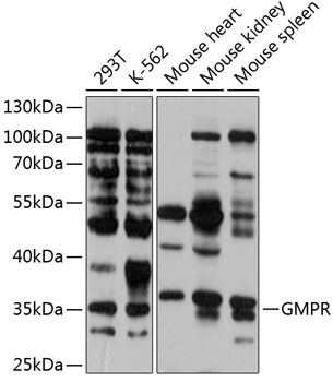 Anti-GMPR Antibody (CAB12292)