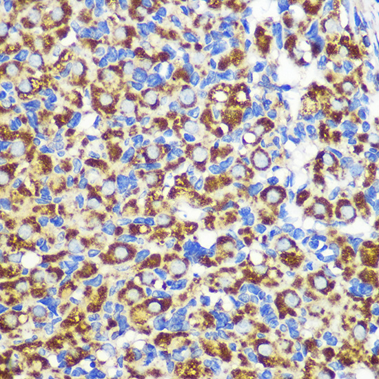 Anti-FGF2 Antibody (CAB0235)