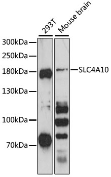 Anti-SLC4A10 Antibody (CAB13810)