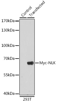 Anti-Rabbit anti Myc-Tag Polyclonal Antibody-C-terminal (CABE009)