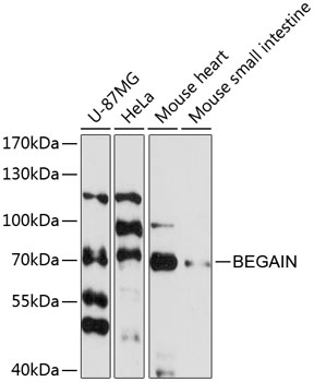 Anti-BEGAIN Antibody (CAB13894)