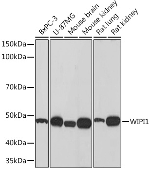 Anti-WIPI1 Antibody (CAB9600)