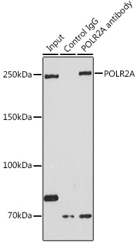 Anti-POLR2A Antibody (CAB2107)