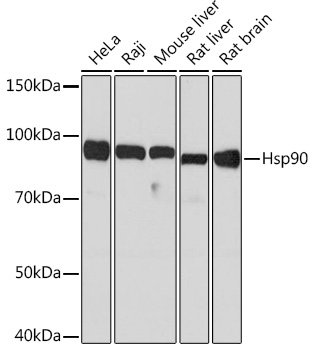 Anti-Hsp90 Antibody (CAB5027)