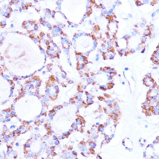 Anti-ISG15 Antibody (CAB1182)