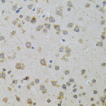 Anti-PDYN Antibody (CAB5830)