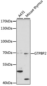 Anti-GTPBP2 Antibody (CAB15457)