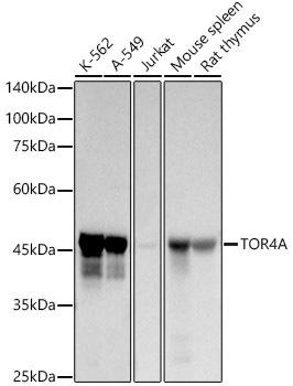 Western blot analysis of extracts of various cell lines, using TOR4A antibody at 1:1000 dilution. Secondary antibody: HRP Goat Anti-Rabbit IgG (H+L) at 1:10000 dilution. Lysates/proteins: 25ug per lane. Blocking buffer: 3% nonfat dry milk in TBST. Detection: ECL Basic Kit. Exposure time: 30s.