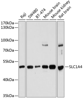 Anti-SLC1A4 Antibody (CAB12507)