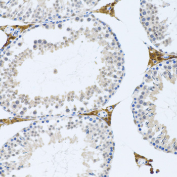 Anti-FMOD Antibody (CAB6375)