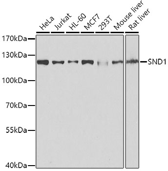 Anti-SND1 Antibody [KO Validated] (CAB5874)