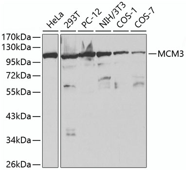 Anti-MCM3 Antibody (CAB1060)