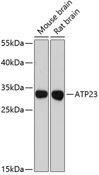 Anti-ATP23 Antibody (CAB12885)