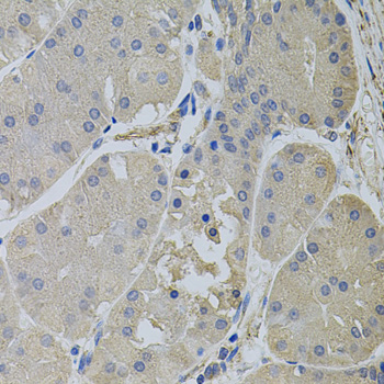 Anti-CLTC Antibody (CAB7886)