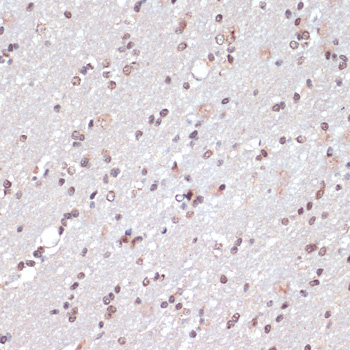 Anti-c-Jun Antibody (CAB11378)