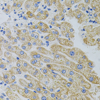 Anti-CRHR2 Antibody (CAB7659)