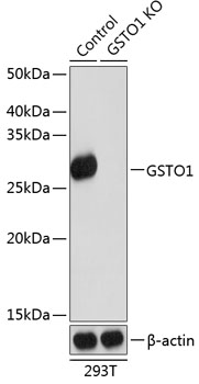 Anti-GSTO1 Antibody [KO Validated] (CAB19892)