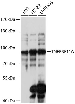 Anti-TNFRSF11A Antibody (CAB13382)