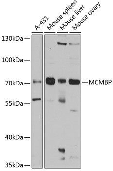 Anti-MCMBP Antibody (CAB3017)