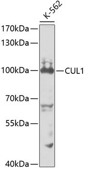 Anti-CUL1 Antibody (CAB2136)