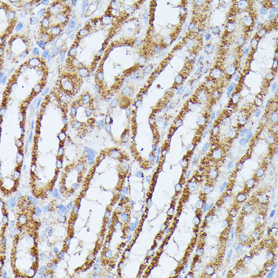 Anti-PPP2CB Antibody (CAB3122)