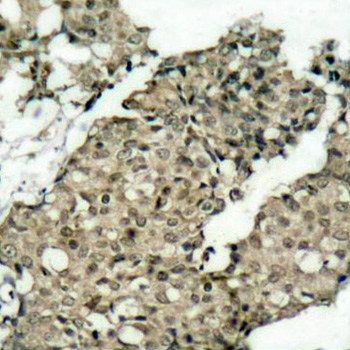 Anti-Phospho-G3BP1-S232 Antibody (CABP0352)