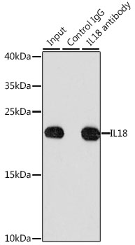 Anti-IL-18 Antibody [KO Validated] (CAB1115)