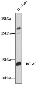 Anti-BGLAP Antibody (CAB6205)