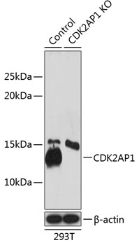 Anti-CDK2AP1 Antibody [KO Validated] (CAB19985)