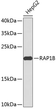 Anti-RAP1B Antibody (CAB2665)