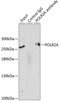 Anti-POLR2A Antibody (CAB11181)