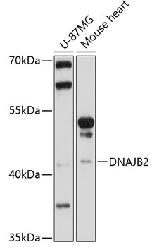 Anti-DNAJB2 Antibody (CAB10345)