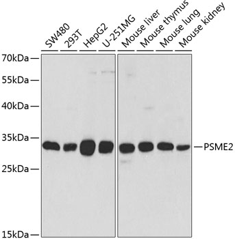 Anti-PSME2 Antibody (CAB5562)