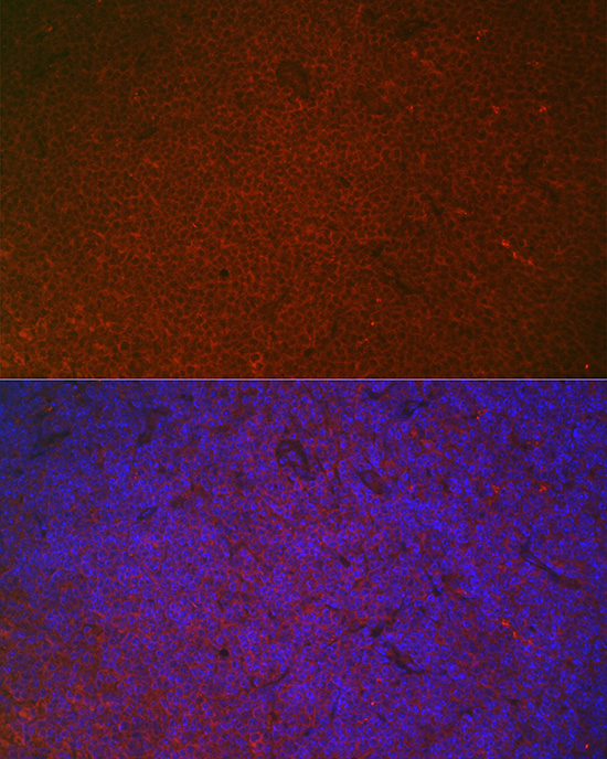 Anti-FCGR2A Antibody (CAB1388)