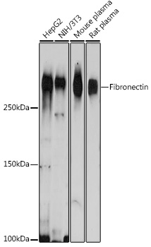 Anti-Fibronectin Antibody (CAB12932)