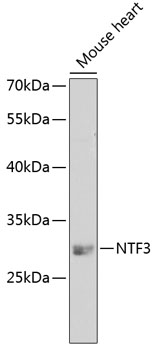 Anti-NTF3 Antibody (CAB3179)