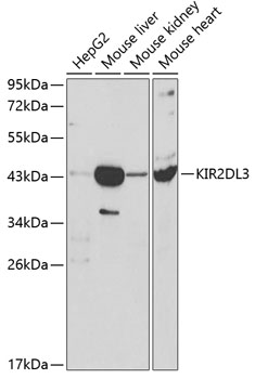 Anti-KIR2DL3 Antibody (CAB1698)