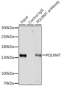 Anti-POLRMT Antibody (CAB15605)