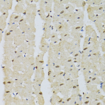 Anti-DNMT3A Antibody (CAB3169)