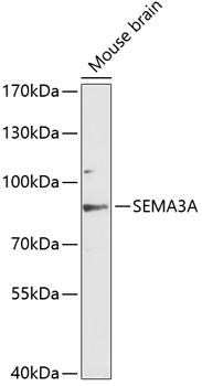 Anti-SEMA3A Antibody (CAB12967)