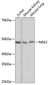 Anti-MEK2 Antibody [KO Validated] (CAB19078)