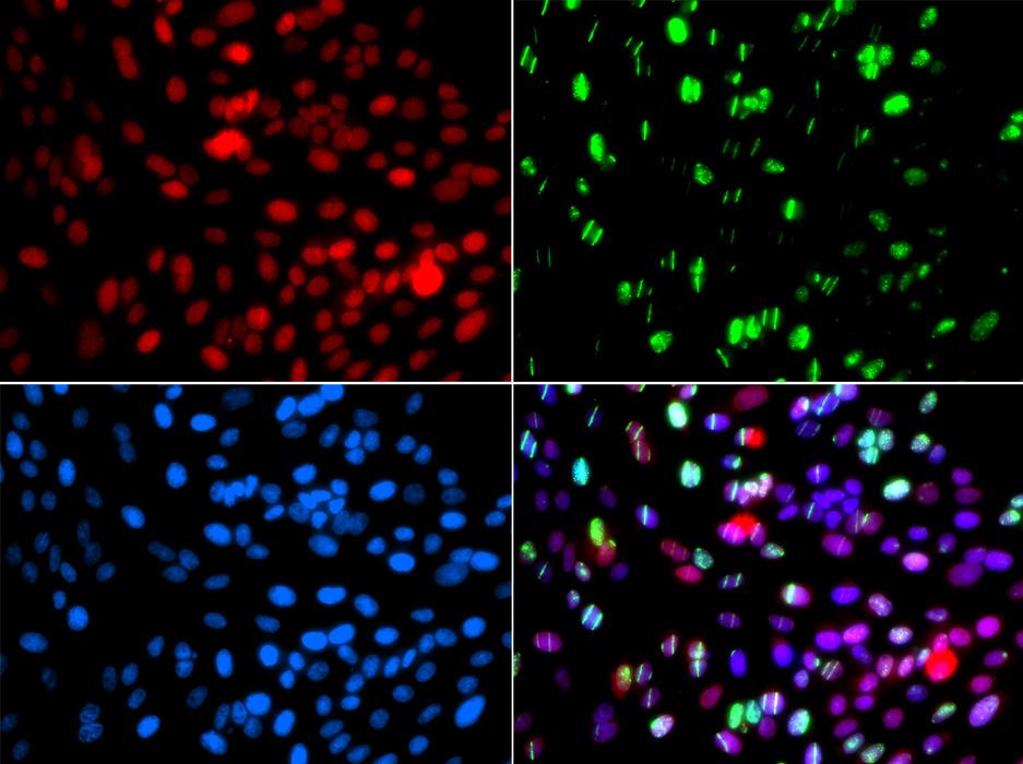 Anti-POLD3 Antibody (CAB7243)