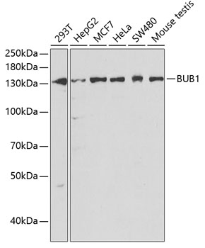 Anti-BUB1 Antibody (CAB1929)