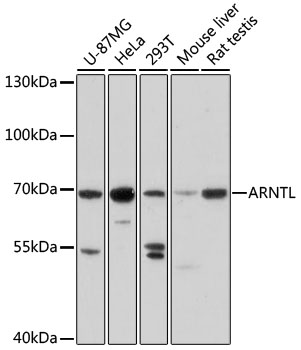 Anti-ARNTL Antibody (CAB17334)