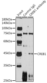 Anti-CREB1 Antibody (CAB11064)