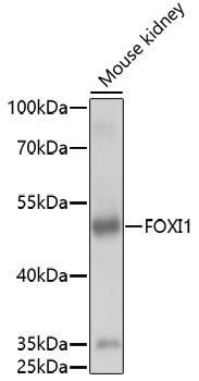 Anti-FOXI1 Antibody (CAB16852)