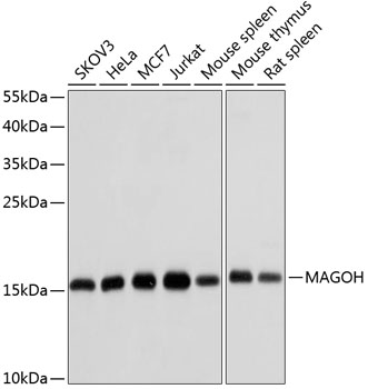 Anti-MAGOH Antibody (CAB6035)