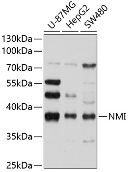 Anti-NMI Antibody (CAB10265)