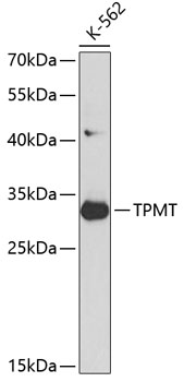 Anti-TPMT Antibody (CAB1017)